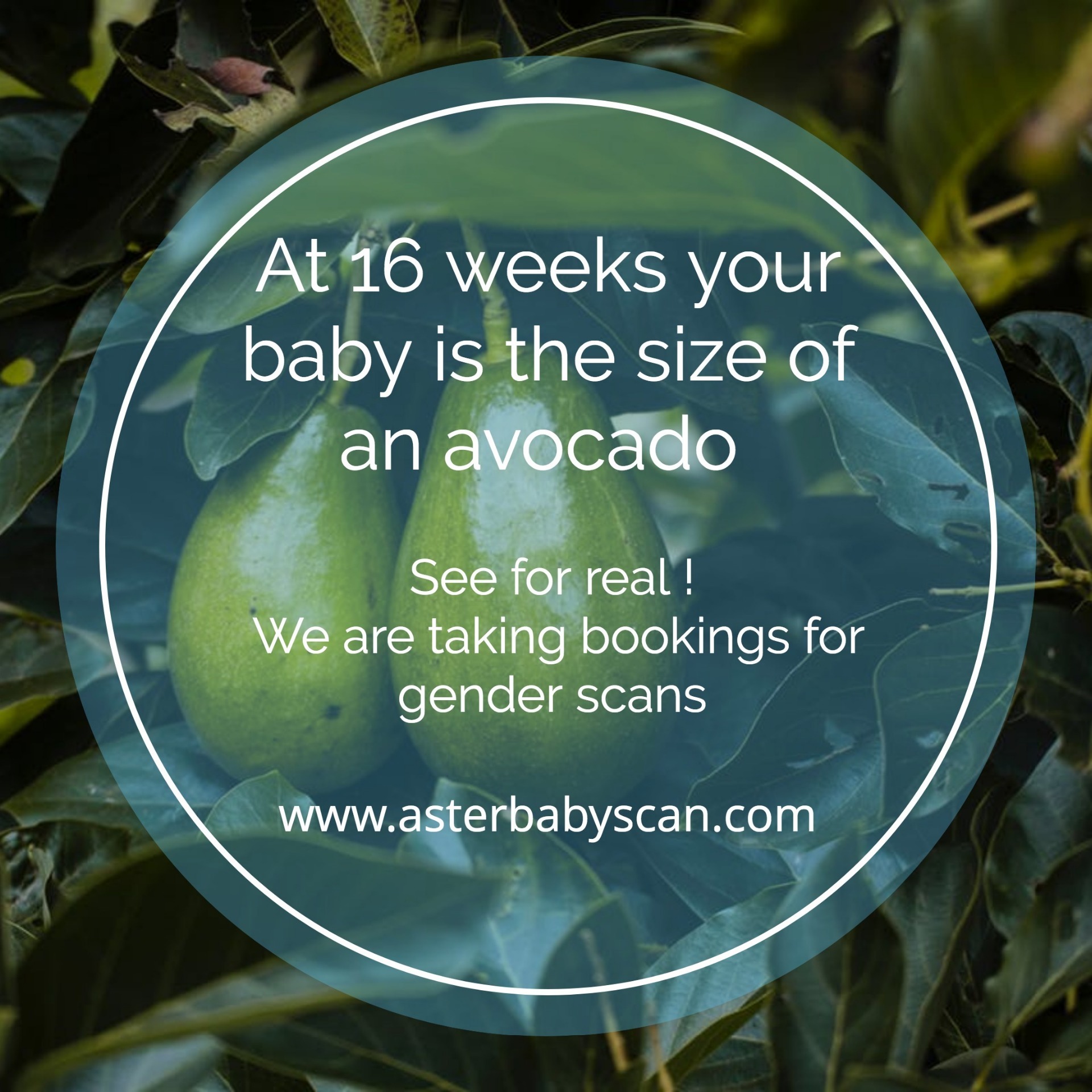 16 Weeks Baby Size Image